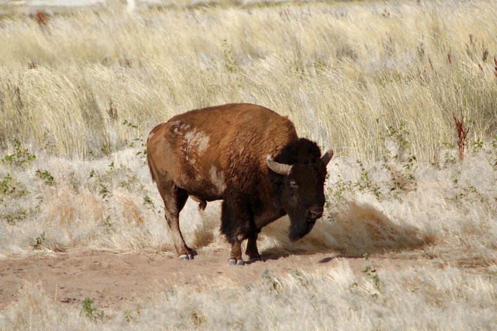 brown bison