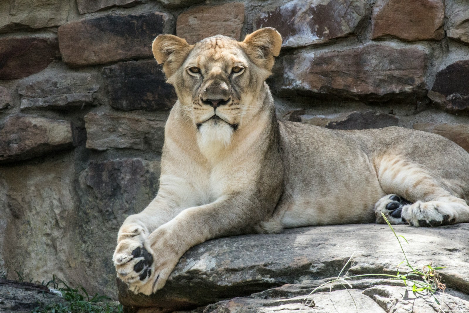 How Mountain Lions Are Expanding Their Range in North America