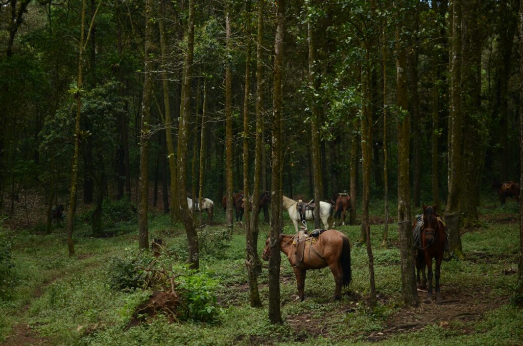 horses tied to trees photos