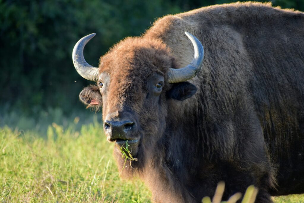 Brown bison.