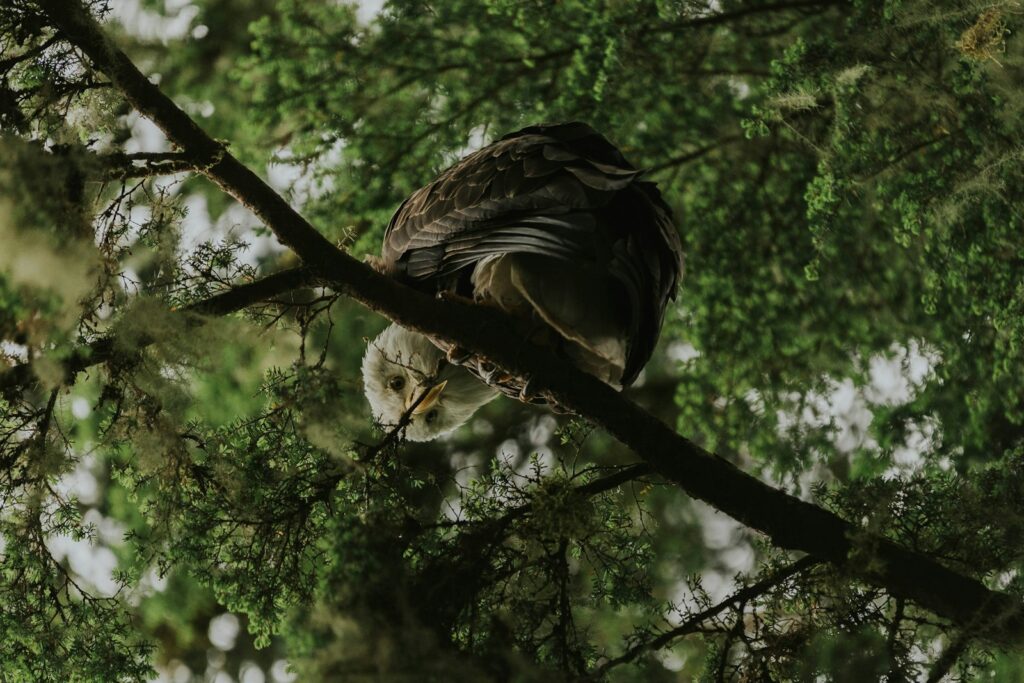 An owl sitting on a branch of a tree
