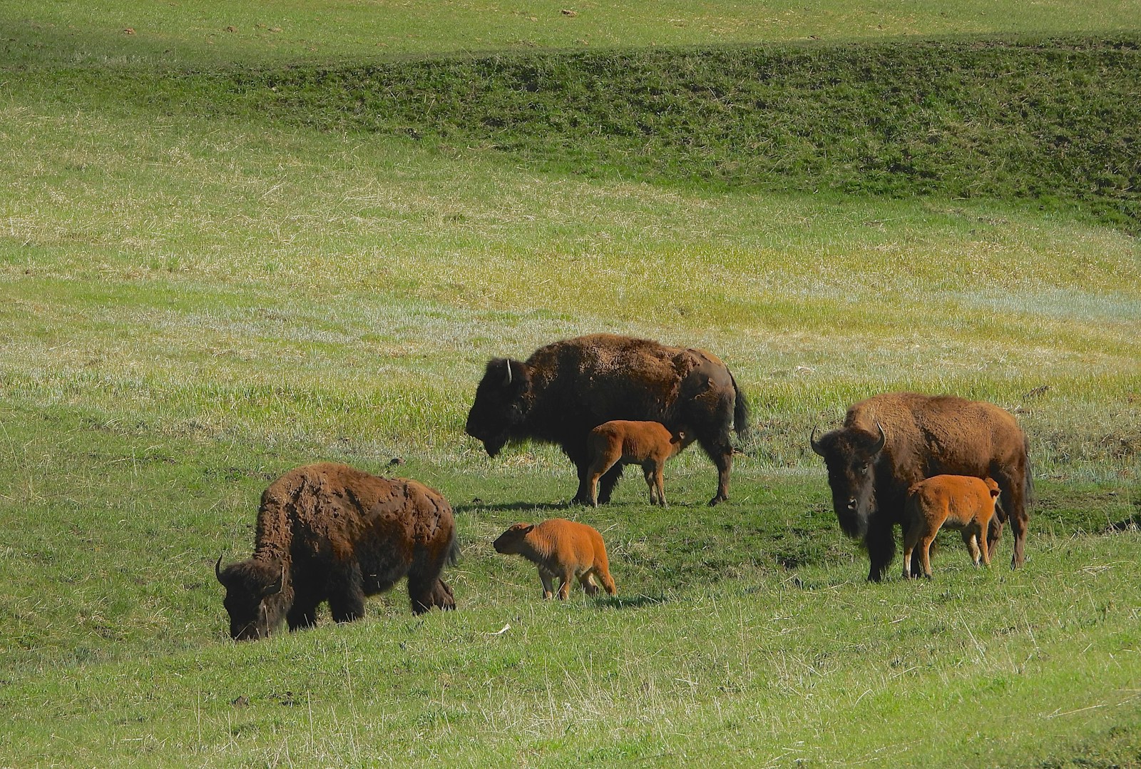 a herd of bison grazing on a lush green field