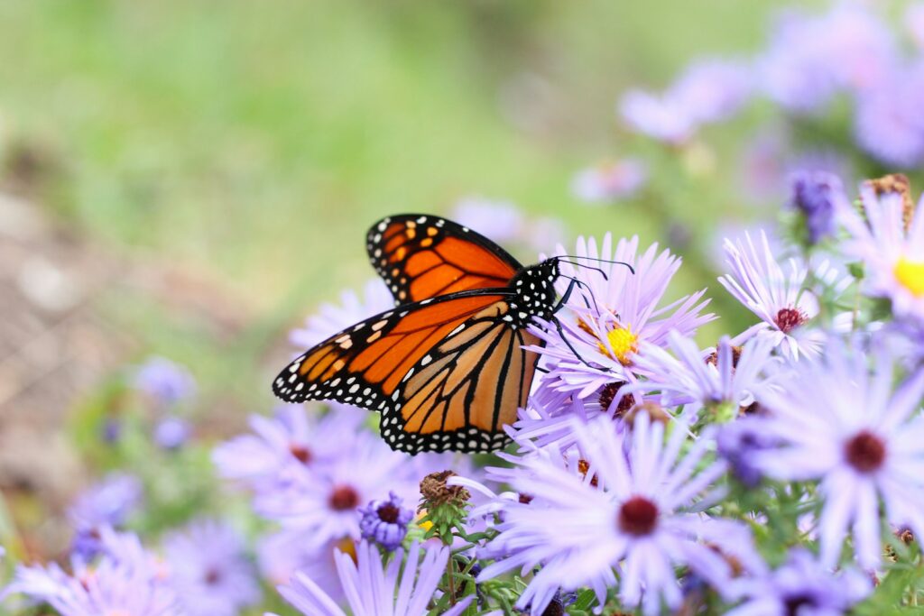 a close up of a butterfly on a flower