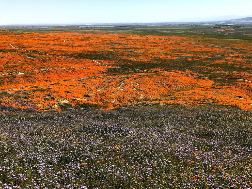 Antelope Valley California Poppy Reserve.