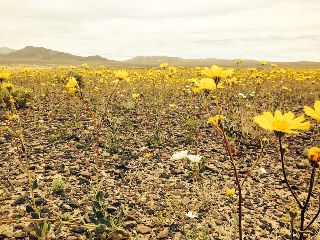 Death Valley Super Bloom.