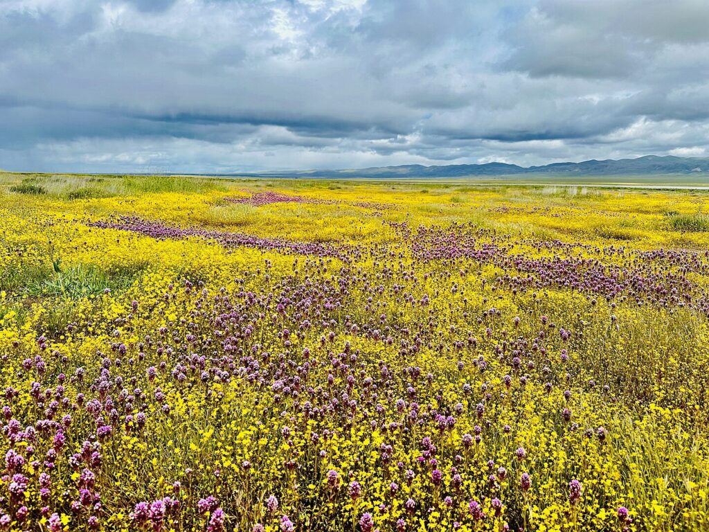 The wildflower season has been amazing at Carrizo Plain National Monument.