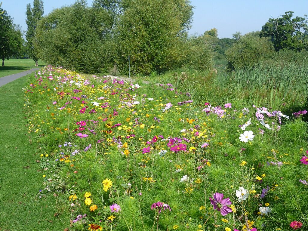 Wildflower spectacle in Danson Park.