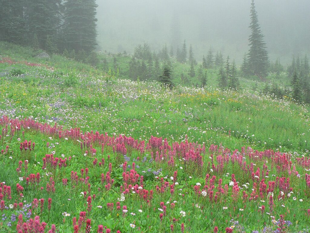 Wildflowers at Mount Rainier.
