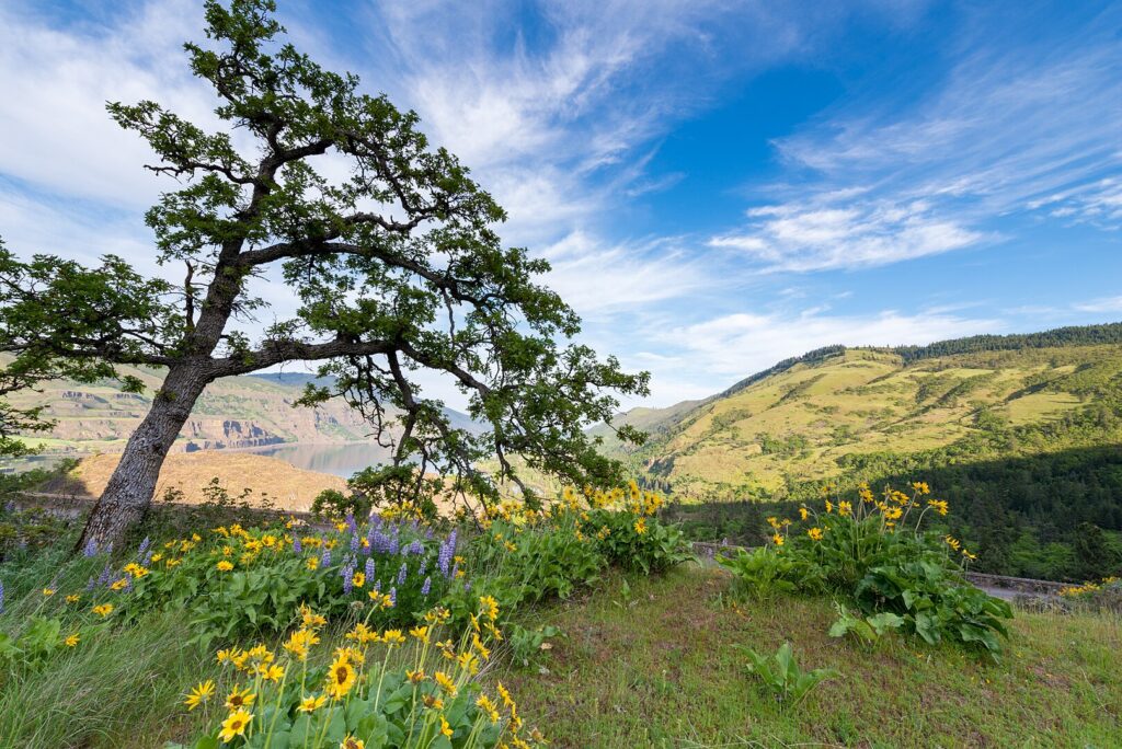 Balsamroot and lupine wildflowers near Tom McCall Preserve on Rowena Crest along the Historic Columbia River Highway in the Columbia River Gorge.