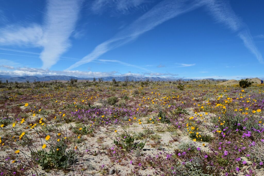 A field of sand verbena and desert gold near Arroyo Saludo campground in Anza Borrego Desert State Park