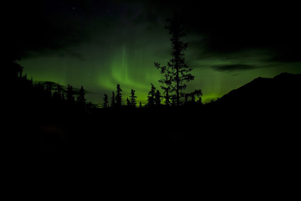 green shimmering northern lights over a dark forest Aurorea