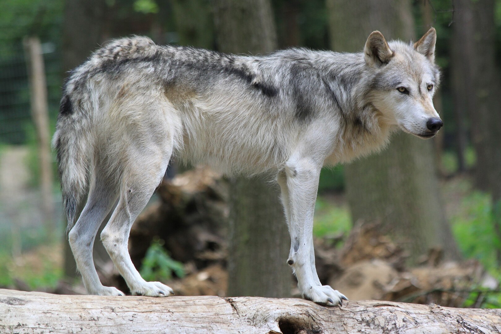 A grey wolf (Canis lupus) in Austria