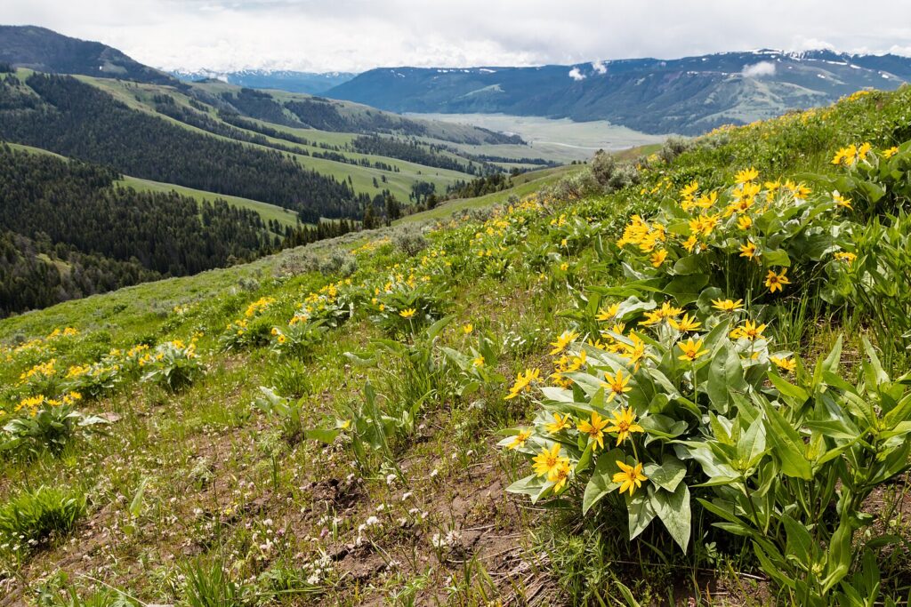 Wildflowers in Lamar Valley.