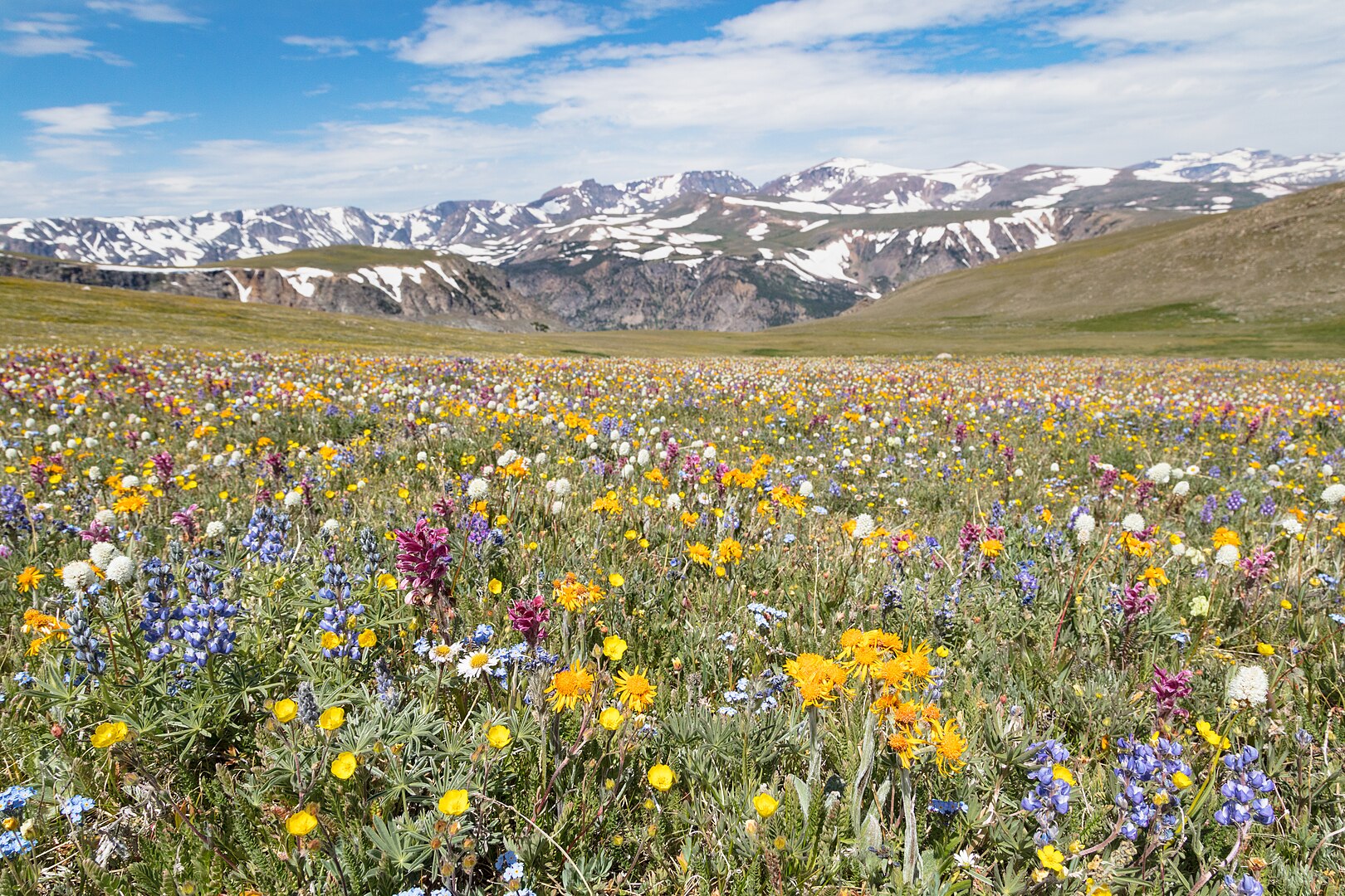Wildflowers on Beartooth Pass.