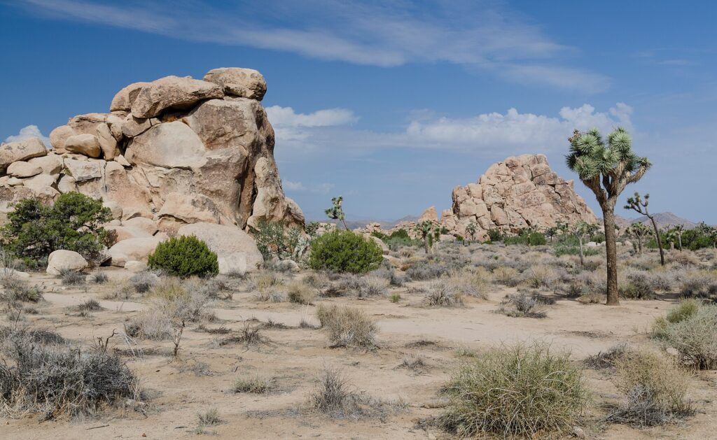 Typical view of Joshua Tree National Park with impressive rocks and Joshua trees (Yucca brevifolia). The photo is taken from the parking lot close to the Banana Cracks Formation