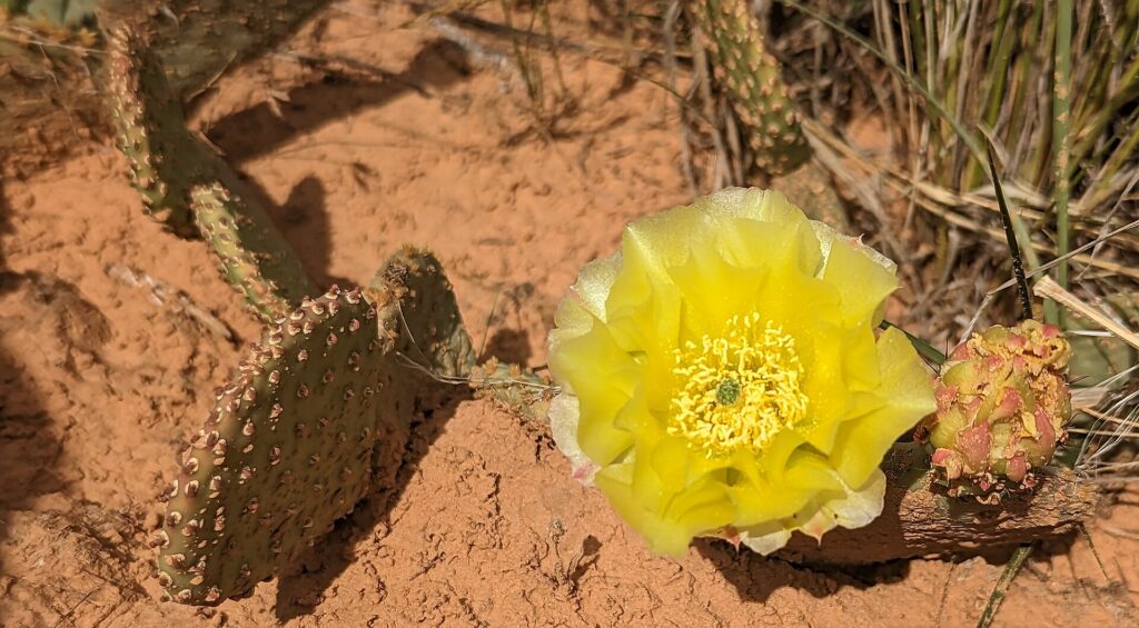 Escalante National Monument.