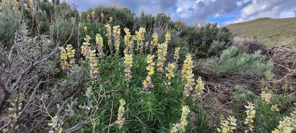 A plant with palmate leaves and tall spikes of yellow and purple flowers growing among sagebrush on a rocky hillside.