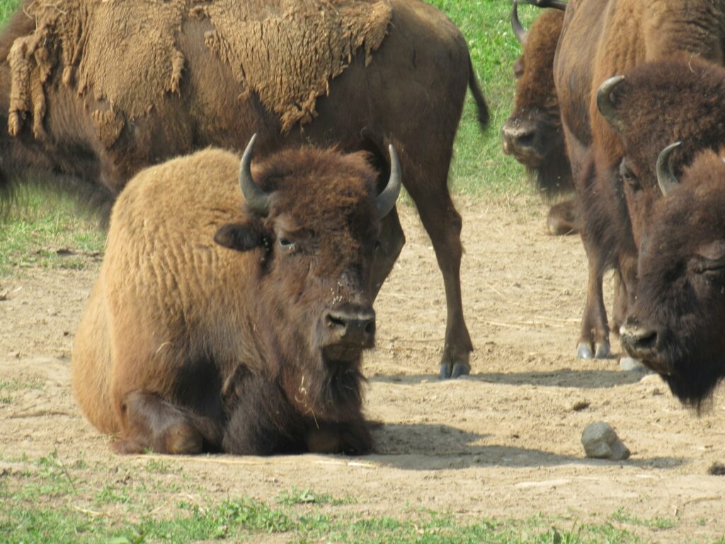 A herd of bison sitting on top of a grass covered field