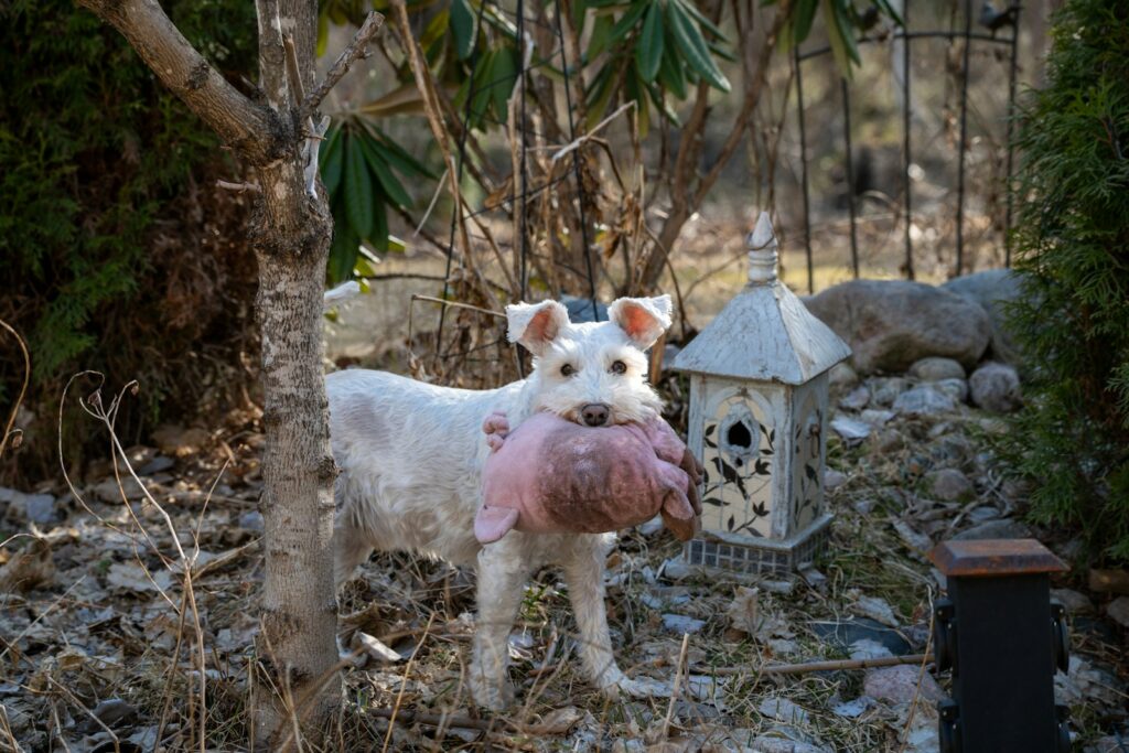 A cute dog holds something in its mouth.