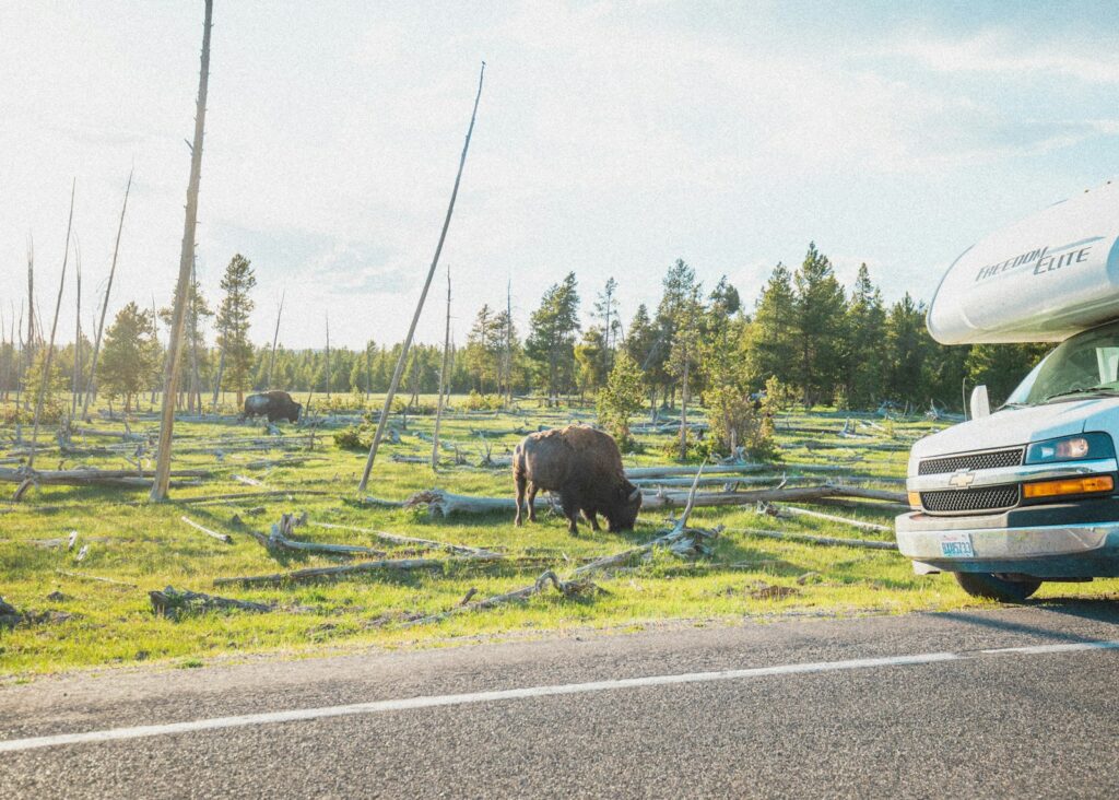 A cow standing in the middle of a road