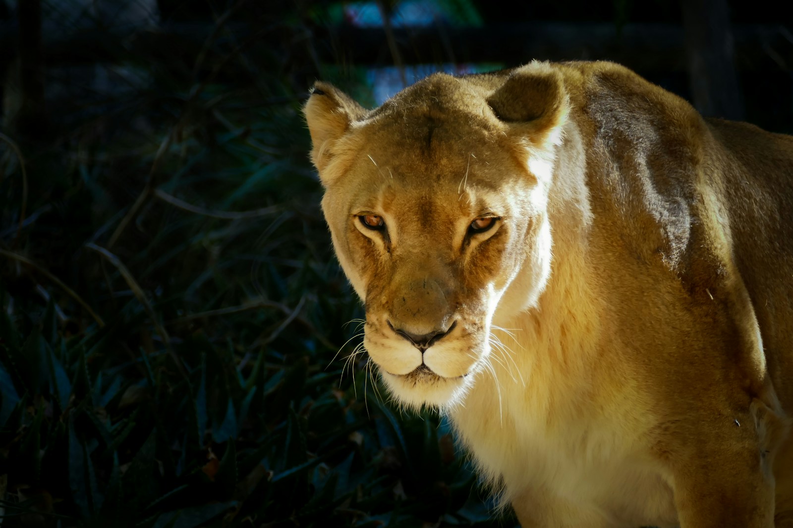 A close up of a lion on a dark background