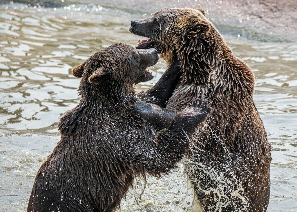 Brown bear on body of water during daytime