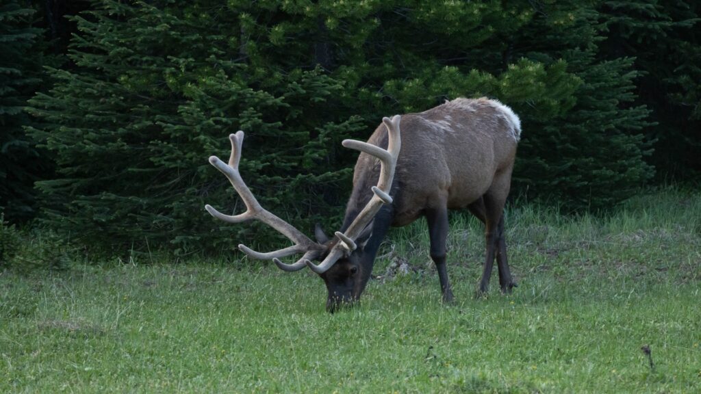 An elk grazes peacefully in a lush field, surrounded by trees in the scenic Rocky Mountain National Park.