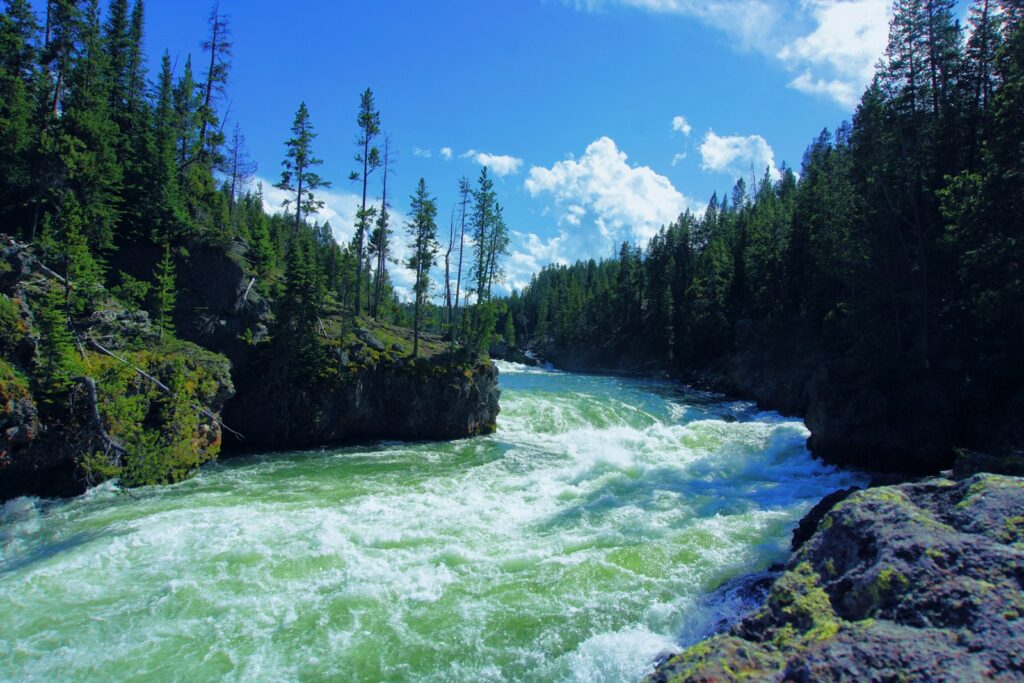 Green pine trees beside river under blue sky during daytime