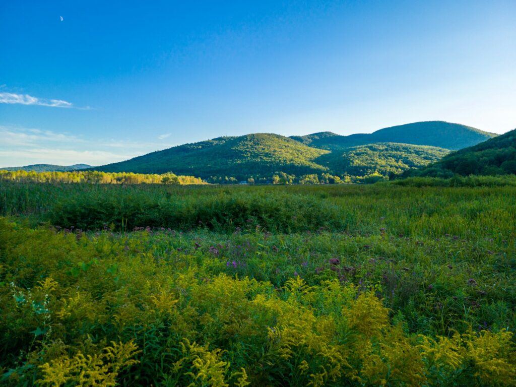 A field of flowers with mountains in the background