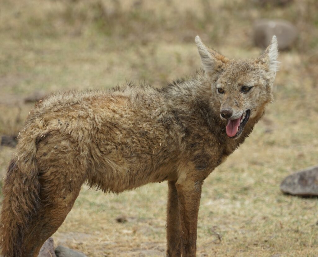 a hyena with its mouth open
