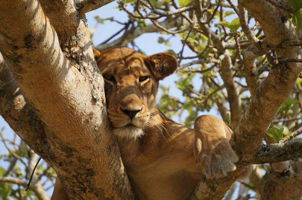 Lioness lying on gray tree during daytime.