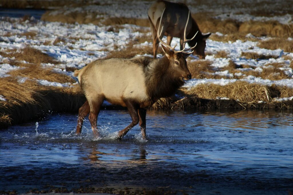 A couple of animals that are standing in some water