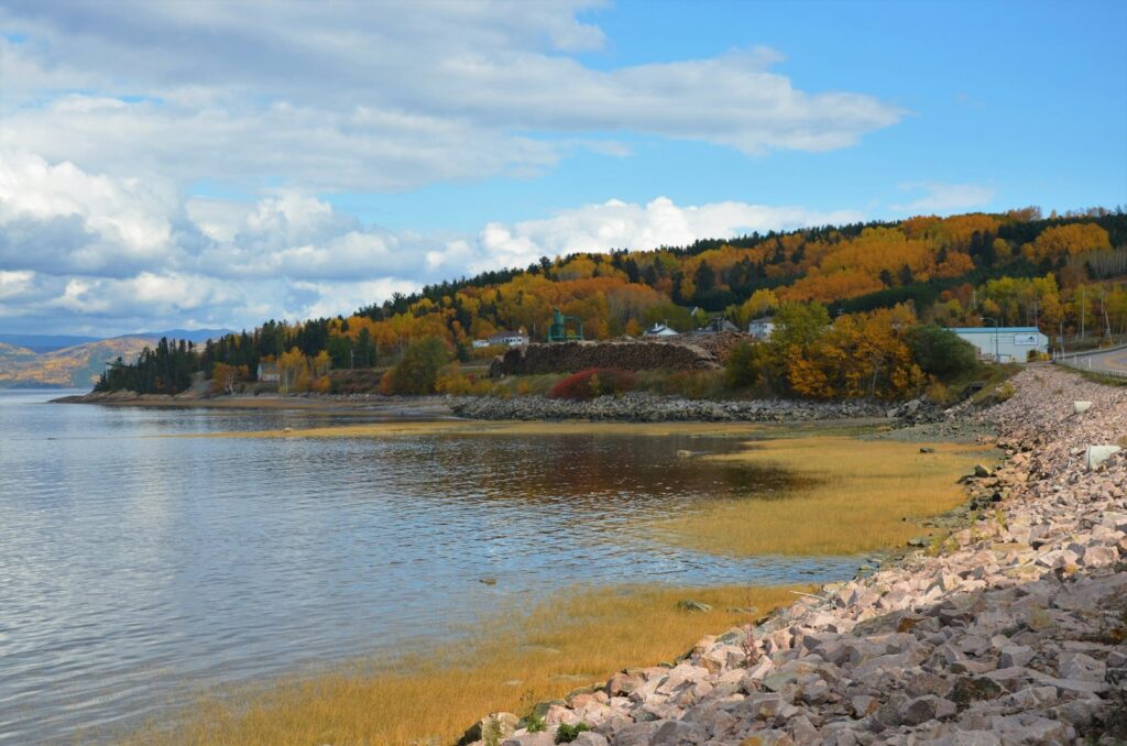 green trees near body of water under blue sky during daytime
