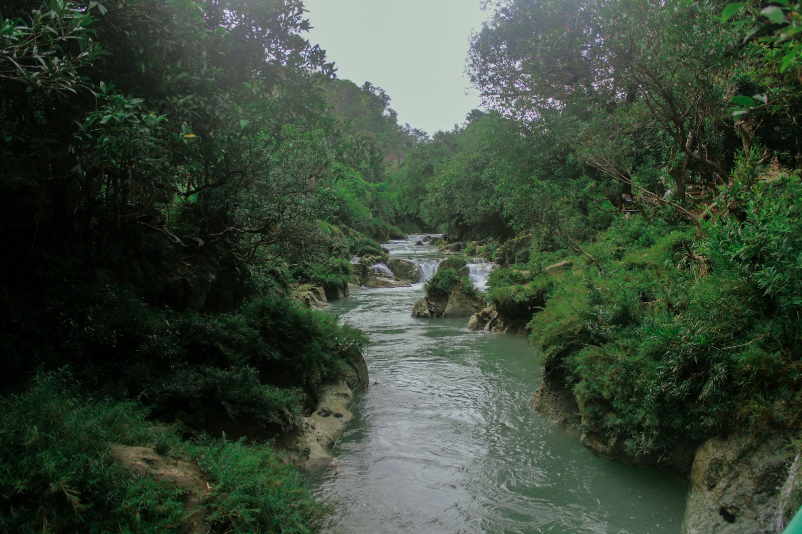 A river running through a lush green forest