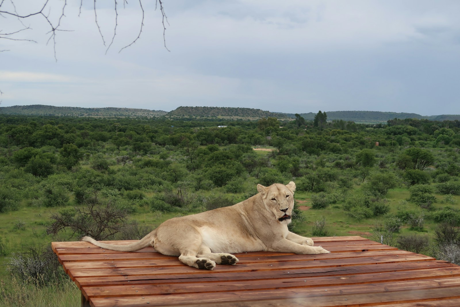 A large white lion laying on top of a wooden platform.