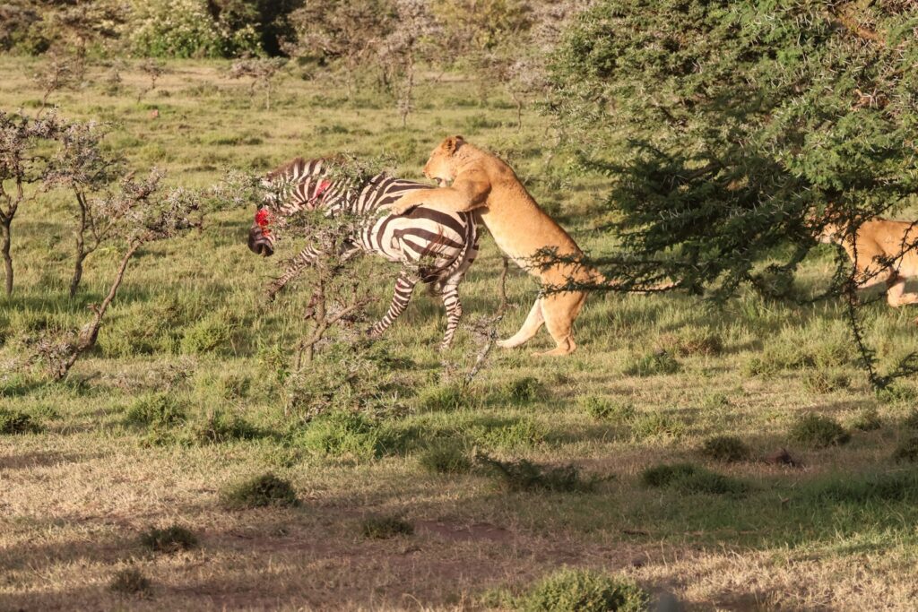 A lion and a zebra in a grassy field