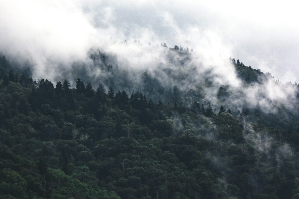 green trees surrounded by fogs