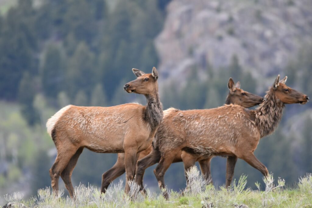 a group of deer in a field