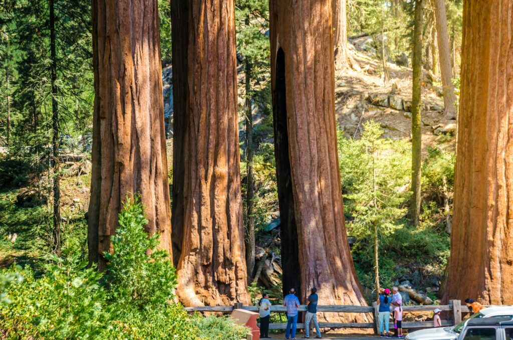 A group of people standing in the middle of a forest