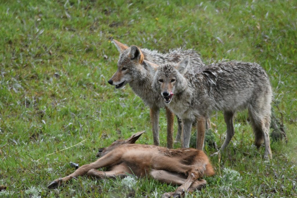 a wolf biting a wolf