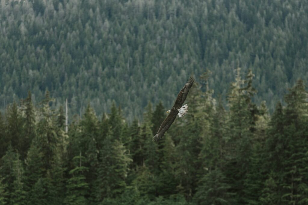 A large bird flying over a forest filled with trees