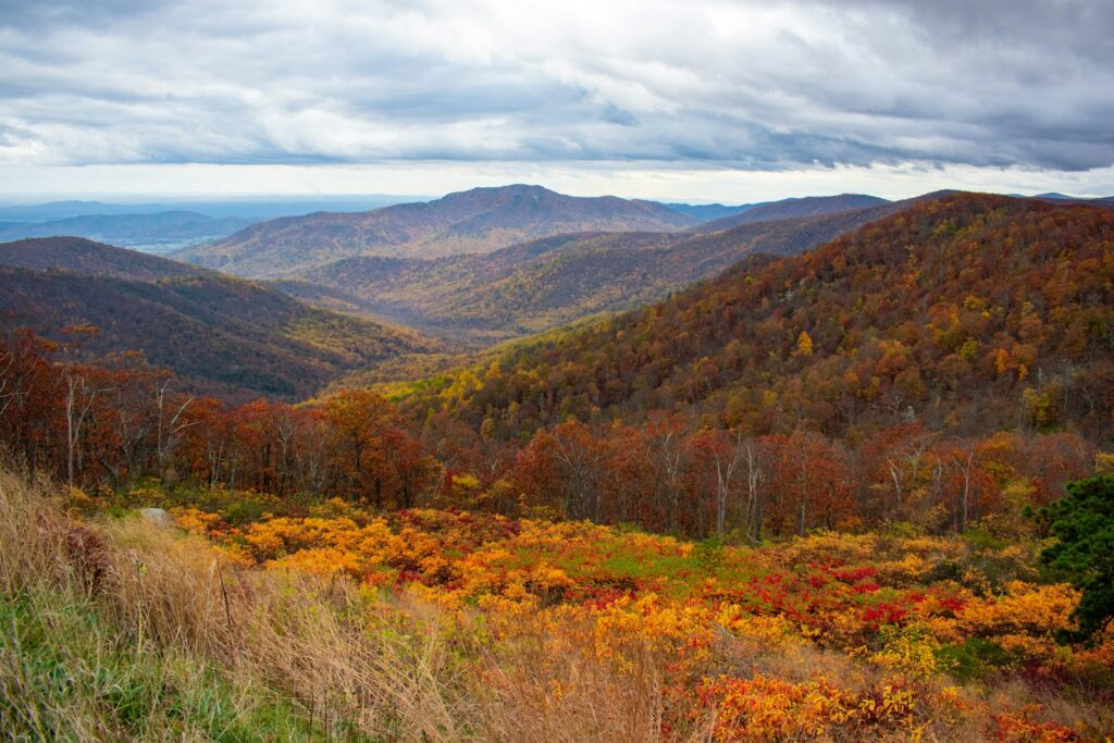 brown and green trees on mountain under white clouds during daytime