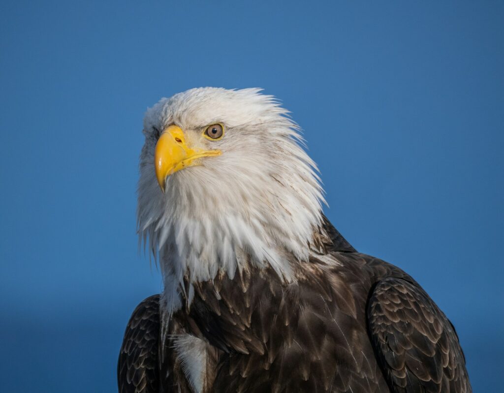 A majestic bald eagle looks alert.