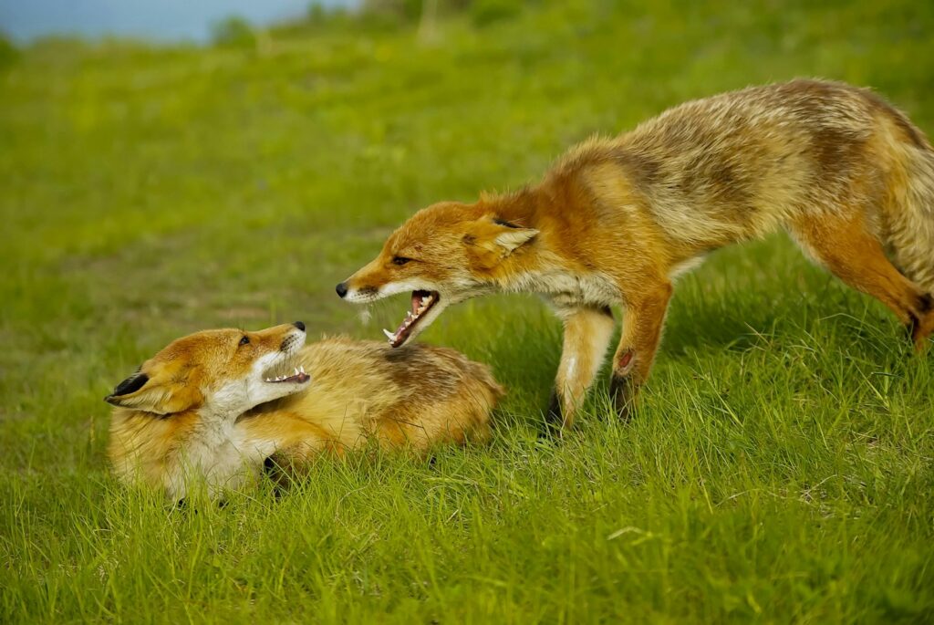 Two foxes playing with each other in the grass