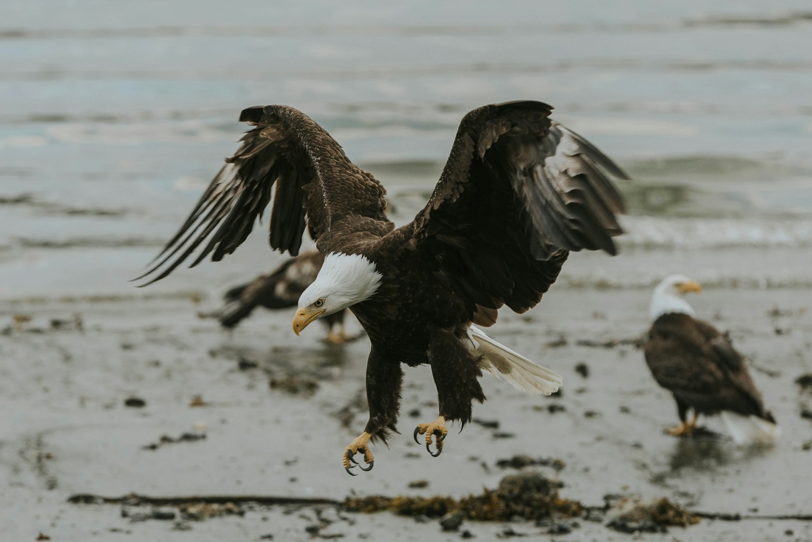 A group of bald eagles landing on the beach