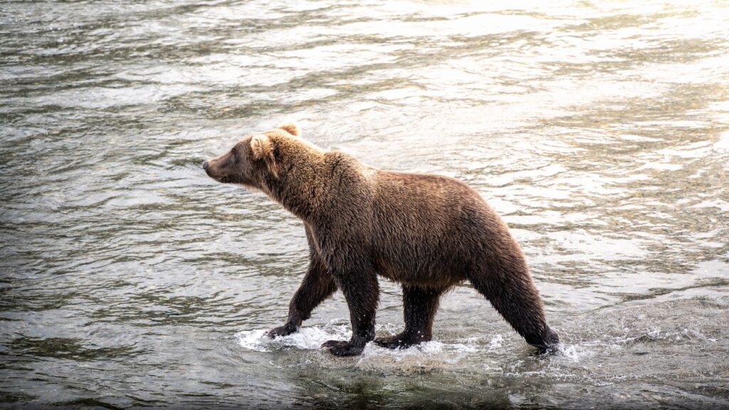 a brown bear walking across a body of water