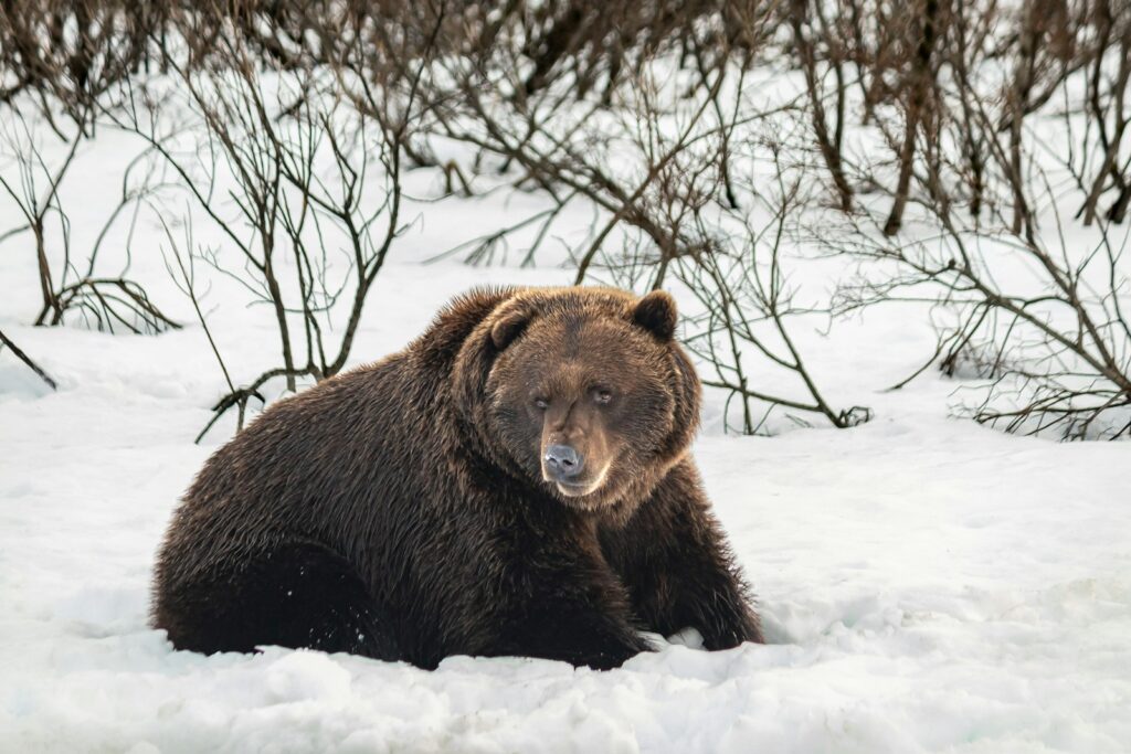 a large brown bear sitting in the snow
