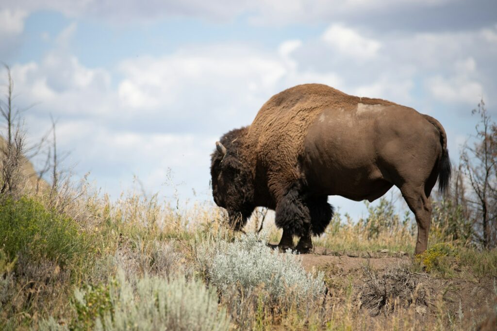 shallow focus photo of brown yak