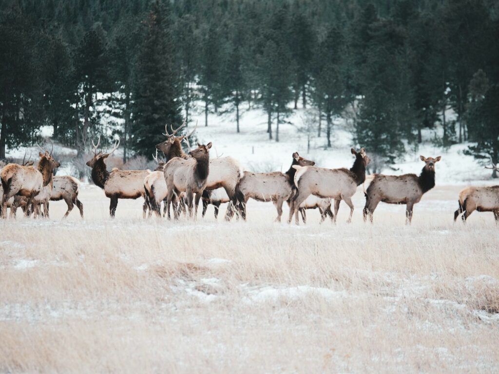 Herd of deer outdoor during daytime.