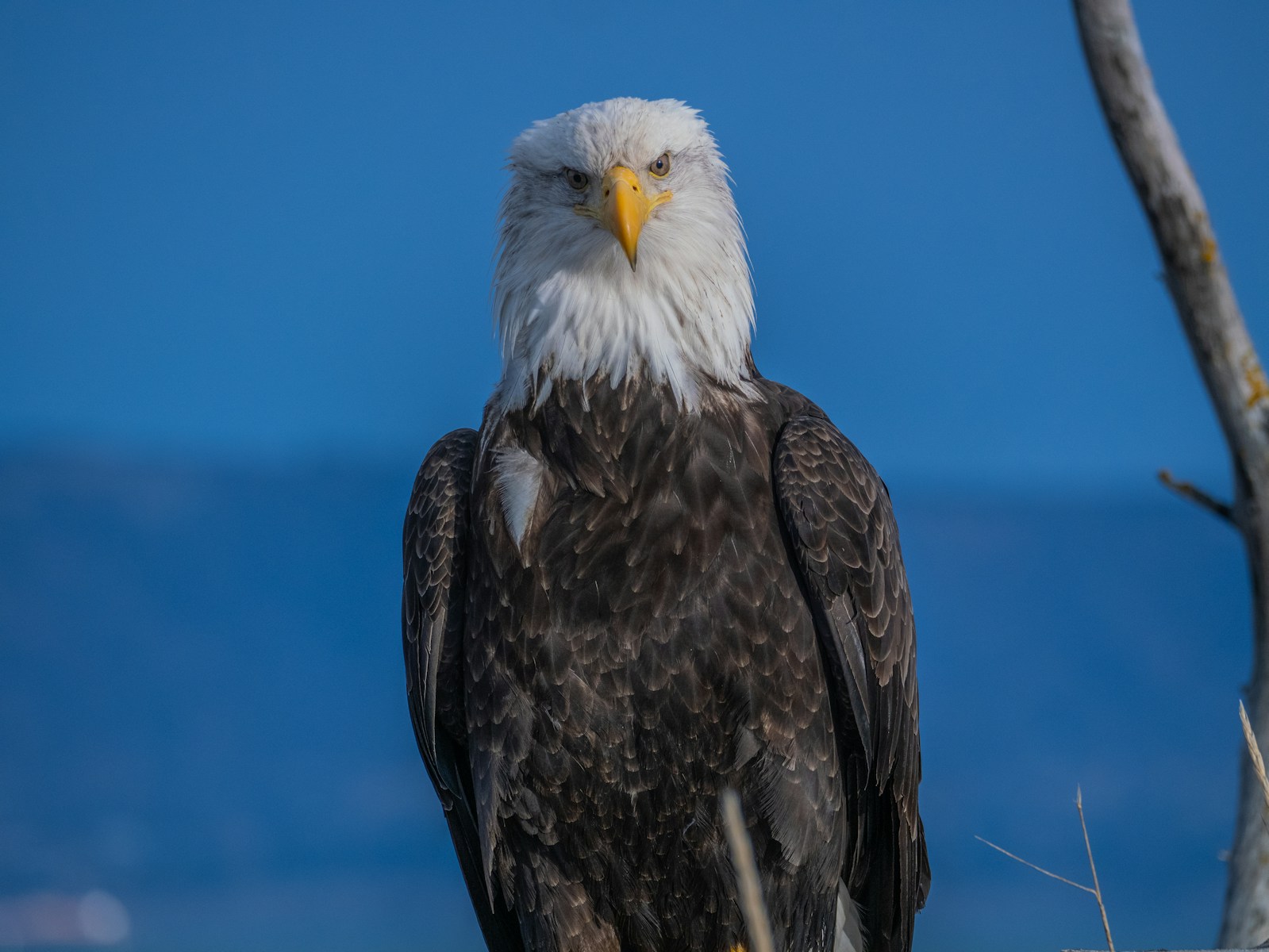 A bald eagle stares directly at the camera.